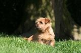 NORFOLK TERRIER 038